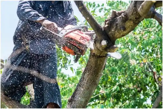 tree services Canute